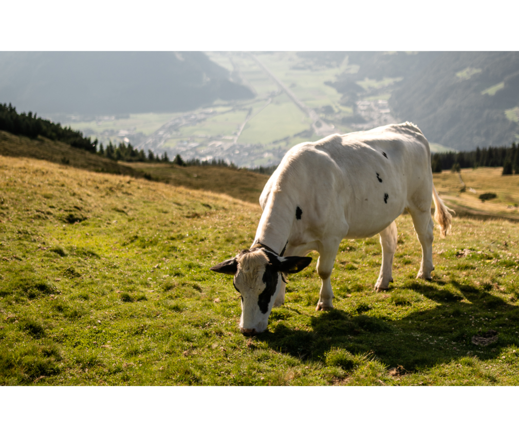 Weidende Kuh auf einer Almwiese in Südtirol mit Blick ins Wipptal und auf Sterzing. Idyllische Berglandschaft am Rosskopf in den Alpen.
